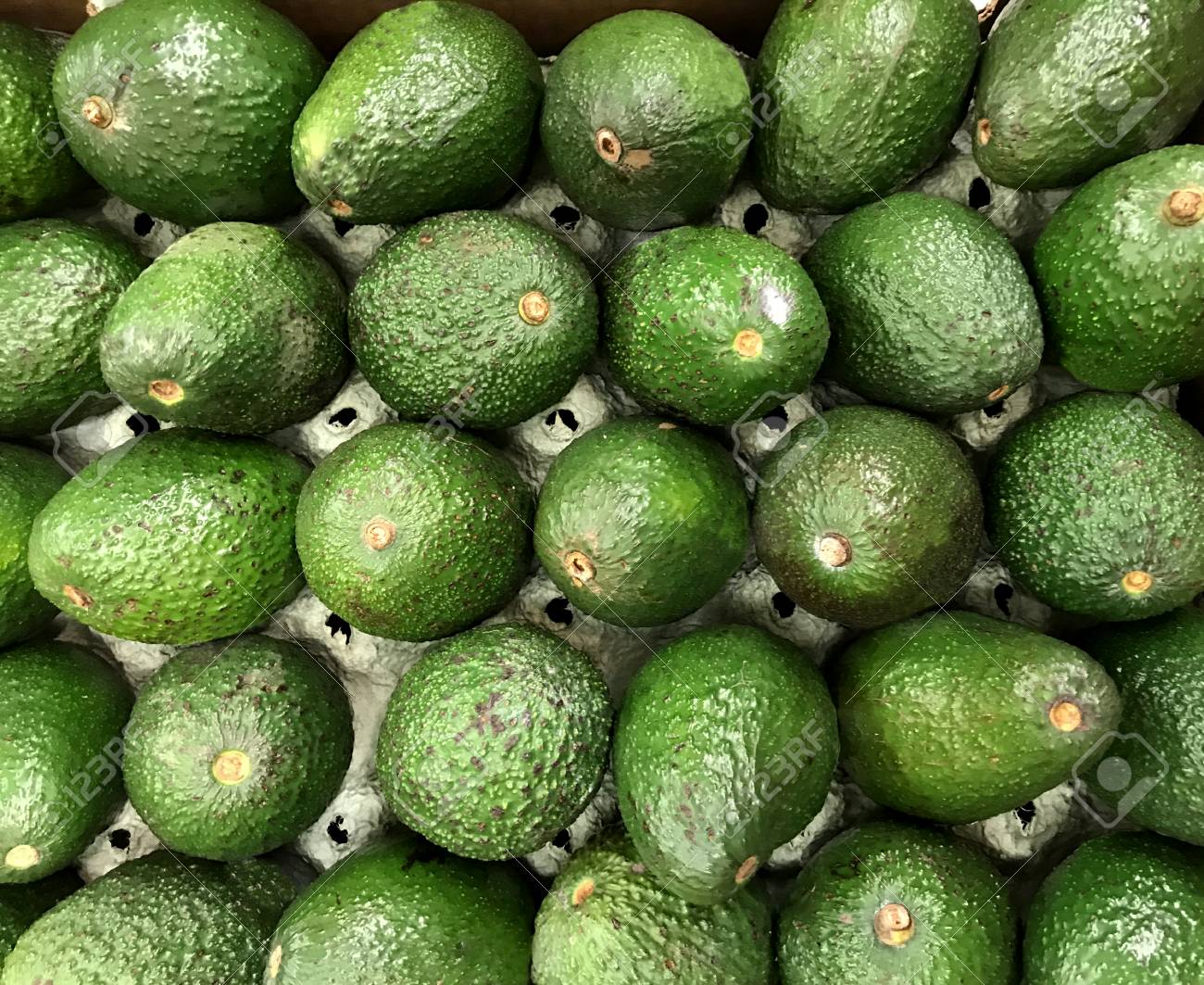 CURRENT FUERTE AVOCADO Available